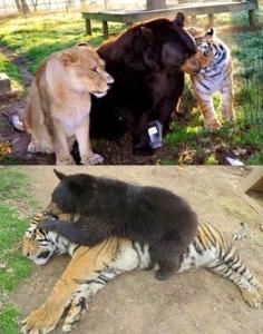 A lion, a tiger and a bear! These three have been friends and living together for 12 years